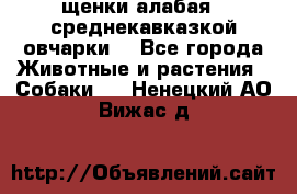 щенки алабая ( среднекавказкой овчарки) - Все города Животные и растения » Собаки   . Ненецкий АО,Вижас д.